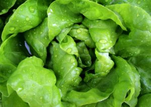 butterlettuce